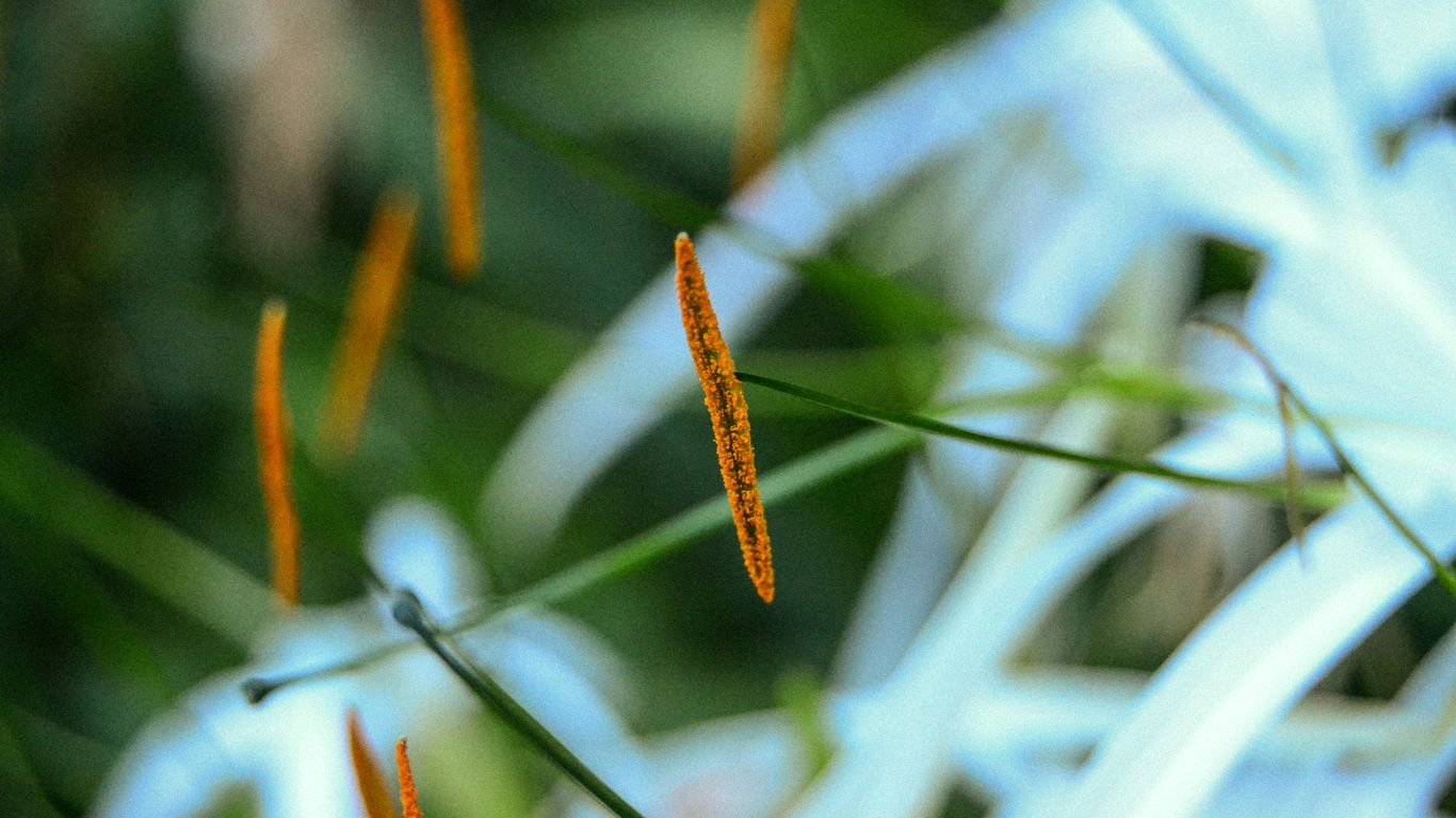 orange and green plant during daytime selective focus photography
