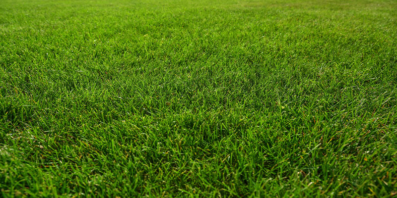 Benefits Of Lawn Aeration