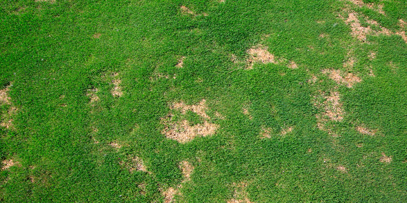 Common Lawn Problems & Lawn Diseases in Orlando