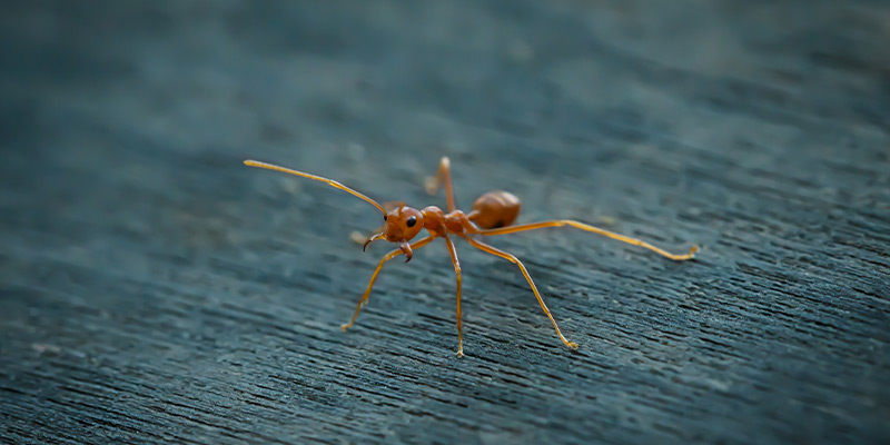 How to Prevent Ants from Invading Your Kitchen