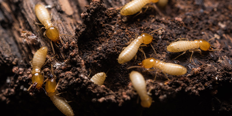 Signs of Termite Infestations in Homes