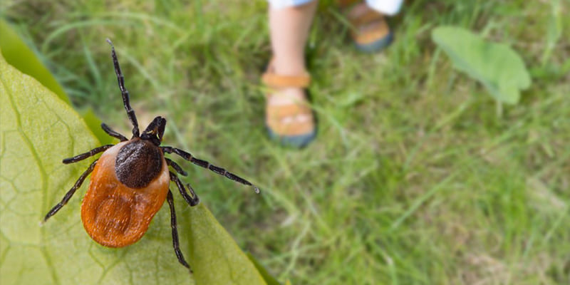 Safeguard Your Home During Tick Season – 4 Tick Prevention Tips