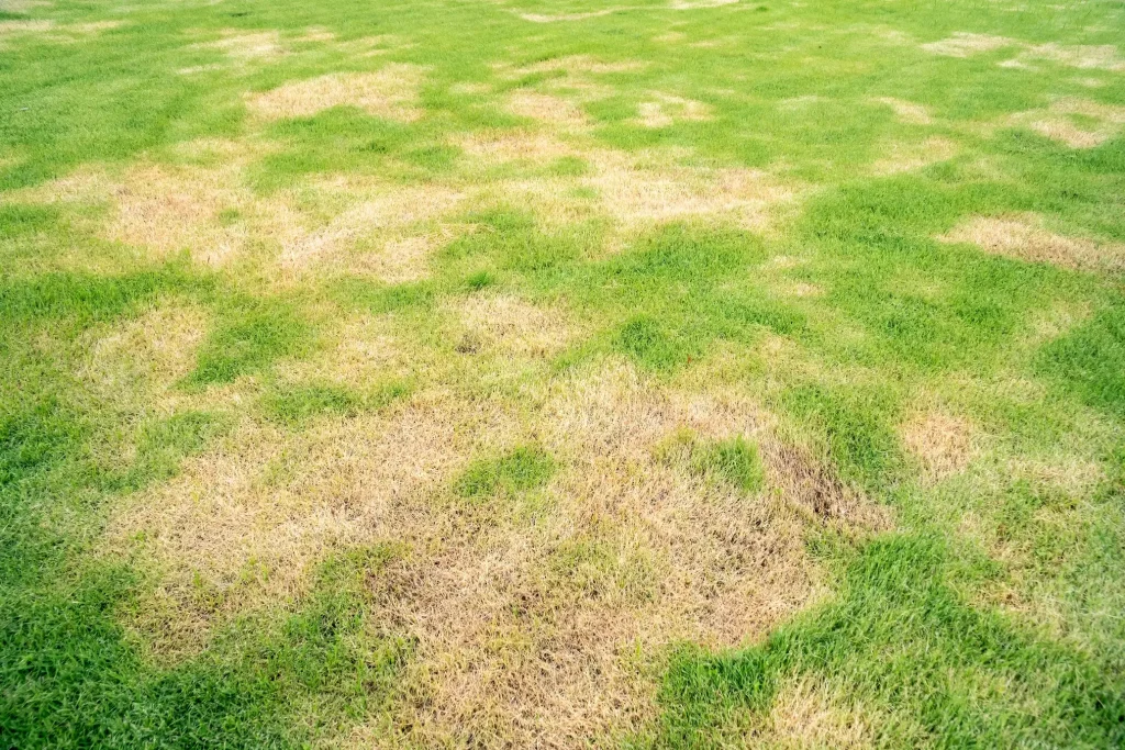 Dead patches on lawn.