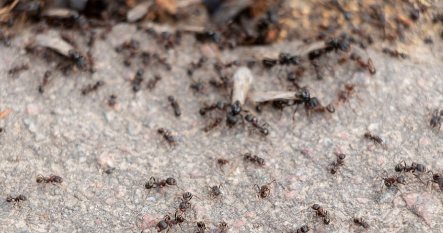 4 Invasive Ants In South Florida & Why They’re A Problem