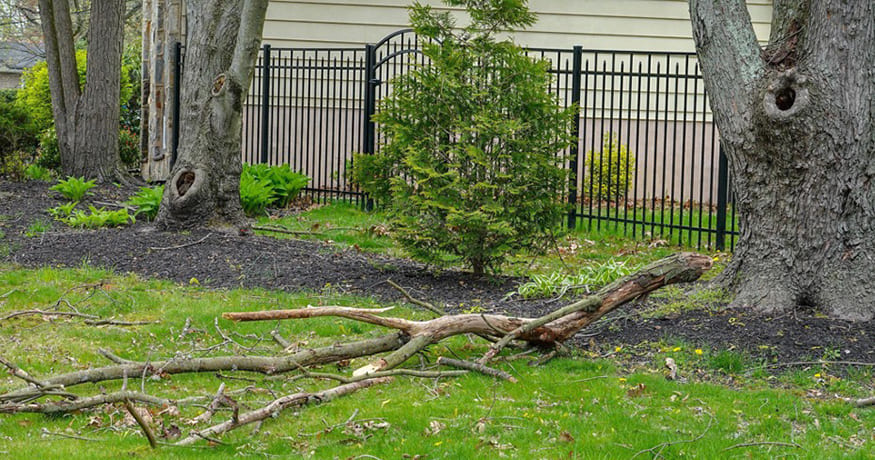 4 Reasons Why Your Trees May Be Looking Unhealthy