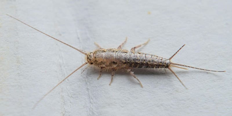 5 Things You Need To Know About Silverfish