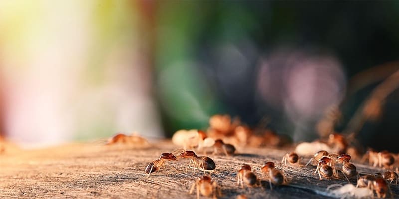 5 Things You Should Know About Termite Season