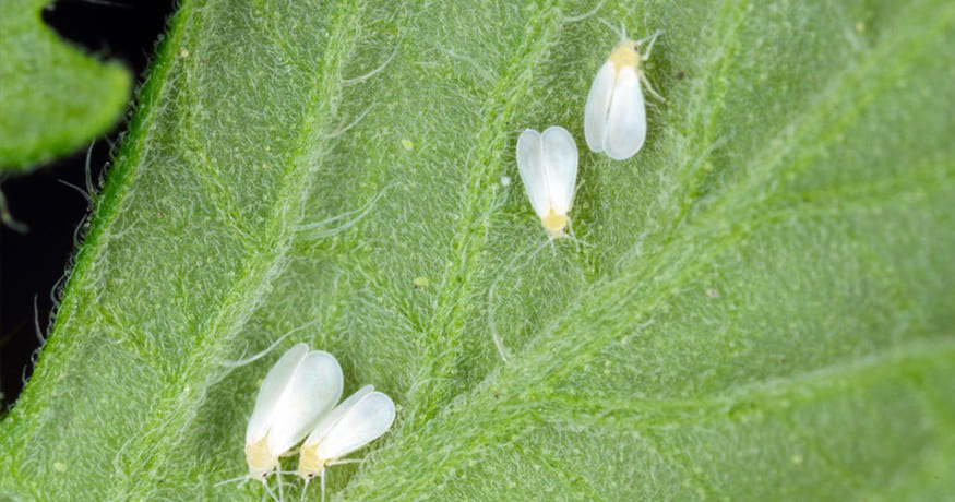 Can You Get Rid of Whiteflies on Your Own?