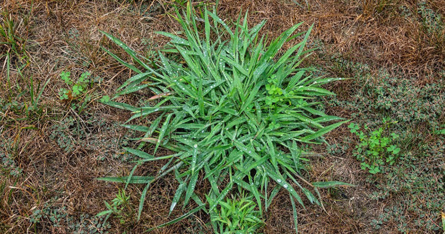 How Can I Prevent Crabgrass in My Lawn?