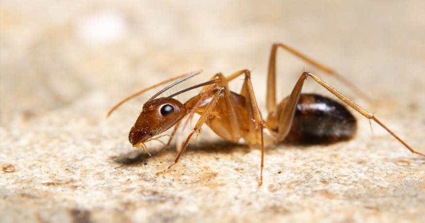 Our Top Tips for Keeping Ghost Ants Out of Your House