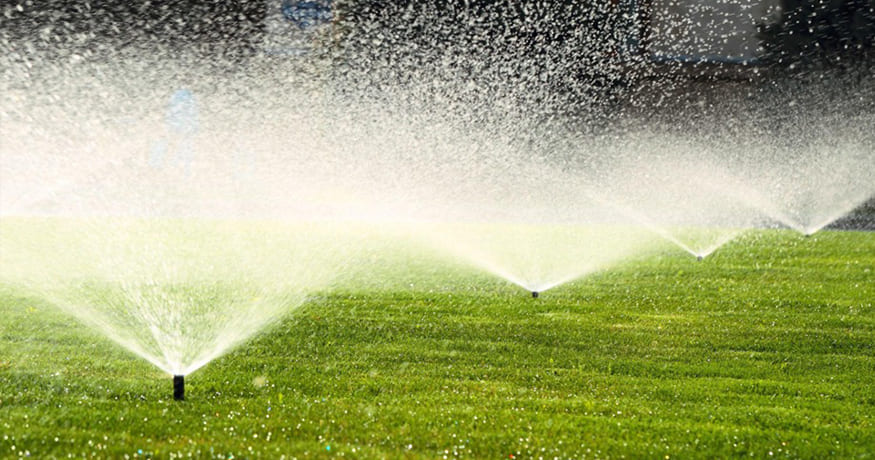 Our Top Watering Tips for a Healthy Lawn