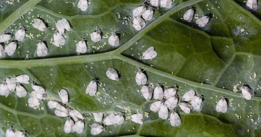 Why Are Whiteflies So Bad This Year in Florida?