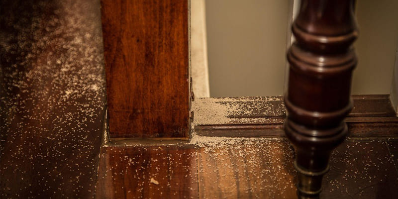 4 Signs There Are Termites in Your House & How We Can Help