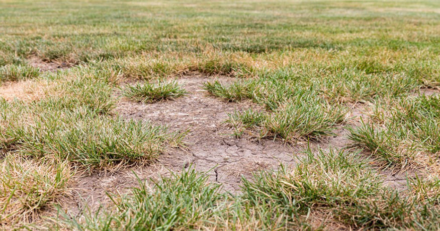 How to Fill in Bare Areas of Your Lawn
