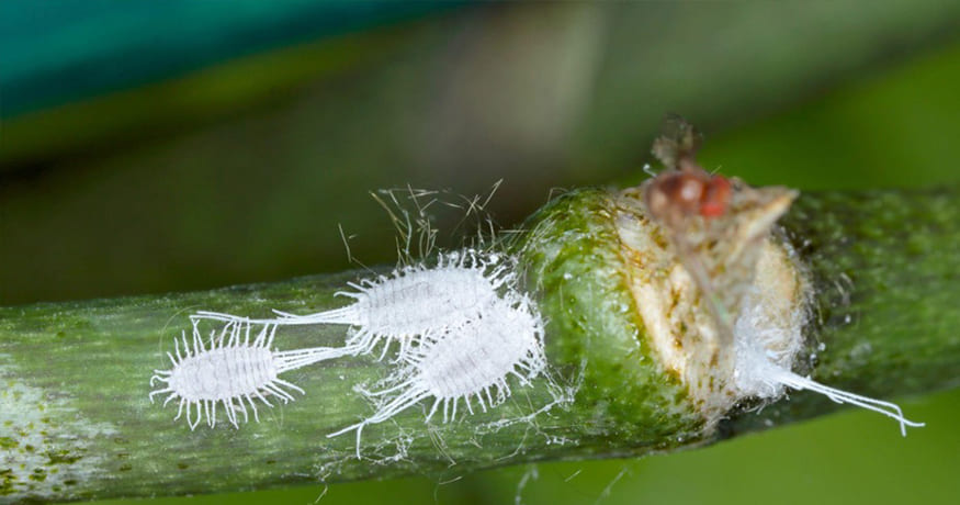 Mealybugs—What Causes Them & How to Get Rid of Them