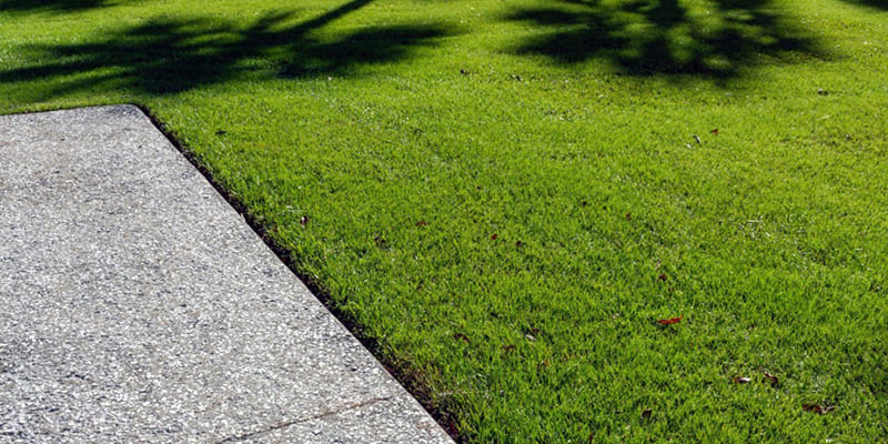 Zoysiagrass Pros and Cons You’ll Want to Know