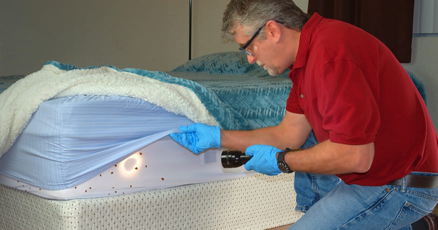 Are Bed Bug Traps Effective?