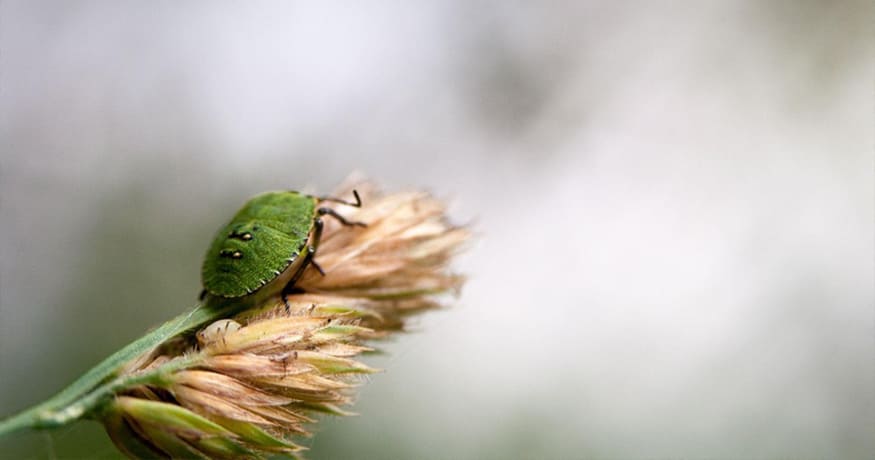 Can Chinch Bugs Be Transferred by Lawnmowers?