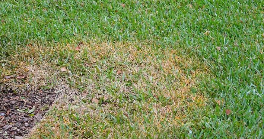 How Do I Know if My Yard Has a Disease?