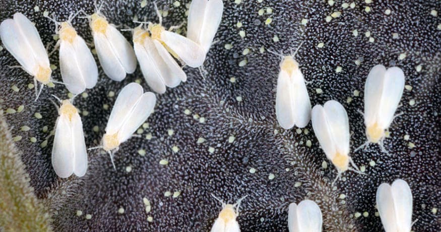 How Do You Get Rid of a Whitefly Infestation?
