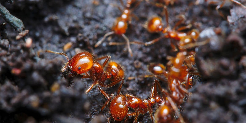 Our Complete Guide to I.D.-ing & Managing Fire Ants