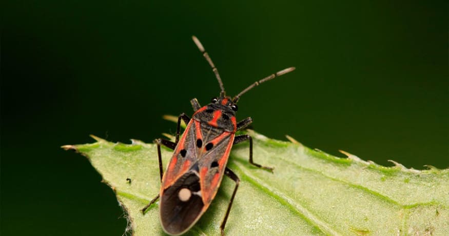 What Time of Year Is Best to Treat Chinch Bugs?