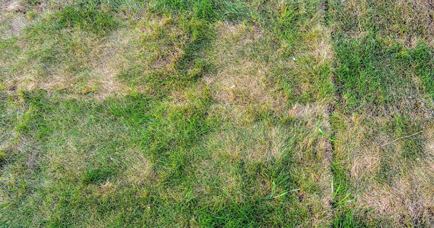 4 Things Your Lawn May Be Trying to Tell You