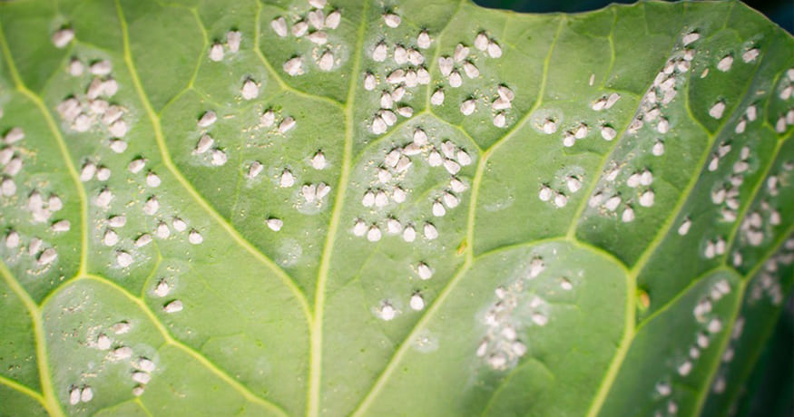 Are Whiteflies Attracted to Hot/Humid Climates?