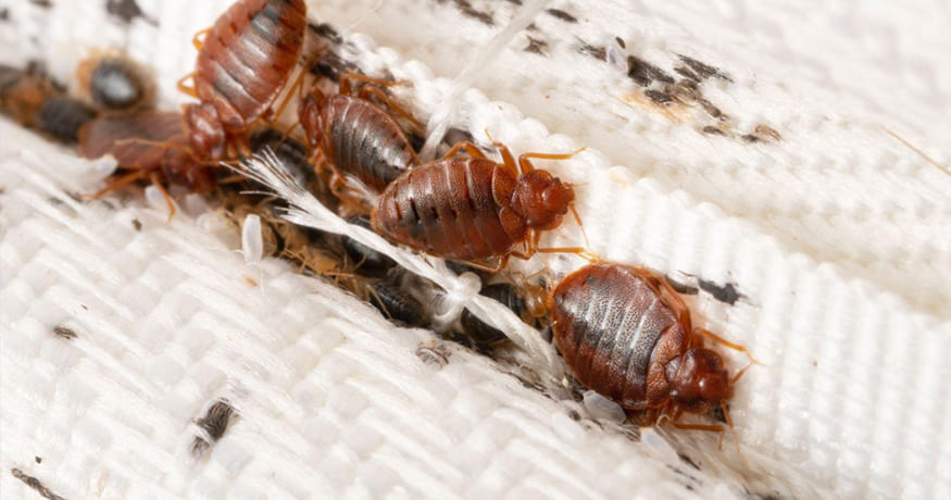 When Do Bed Bug Eggs Hatch? 3 Signs the Babies Are Out