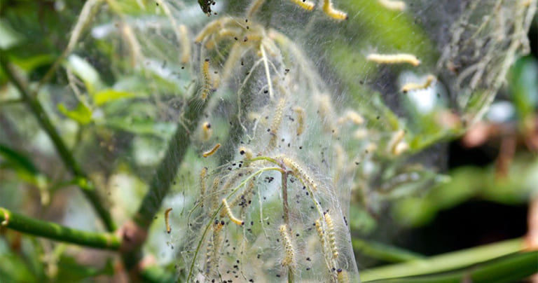 How Do You Treat Sod Webworms in Florida?