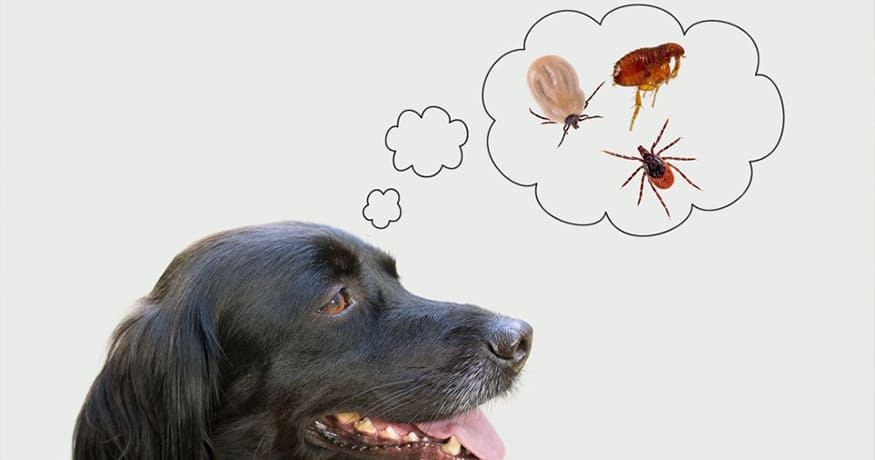 Protect Your Pets From Fleas & Ticks by Taking Care of Your Lawn