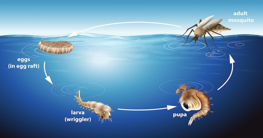 Mosquito Life Cycles – How They Affect Mosquito Control